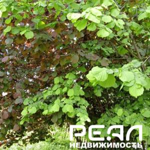 Земельный участок 6.18 сот. в садоводстве